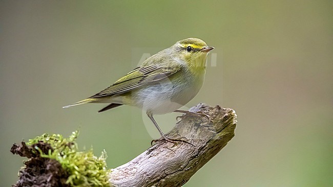 Adult Wood Warbler perched on a branch in forêt de Soignes, Uccle, Brussels, Belgium. April 23, 2018 stock-image by Agami/Vincent Legrand,