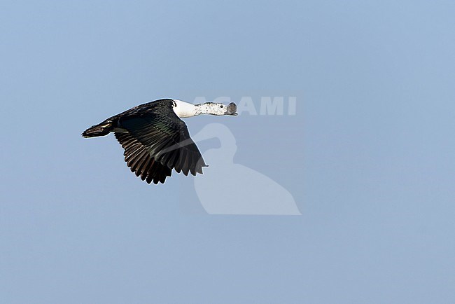 Knob-billed Duck, Sarkidiornis melanotos, in India. stock-image by Agami/Dani Lopez-Velasco,