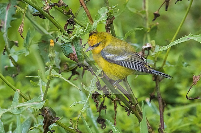 Blauwvleugelzanger; Blue-winged Warbler stock-image by Agami/Daniele Occhiato,