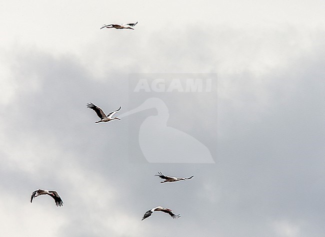 White Stork (Ciconia ciconia) group in flight stock-image by Agami/Roy de Haas,