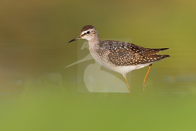 Wood Sandpiper, Tringa glareola, in Italy. stock-image by Agami/Daniele Occhiato,
