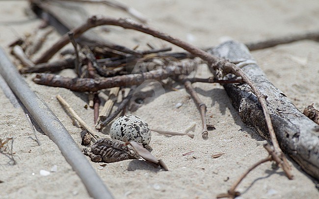 Nest with one egg of Malaysan Plover (Charadrius peronii) at the beach at Laem Pak Bia, Thailand stock-image by Agami/Helge Sorensen,