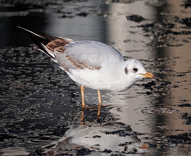 Black-headed Gull (Larus ridibundus) immature perched in winter on ice stock-image by Agami/Roy de Haas,