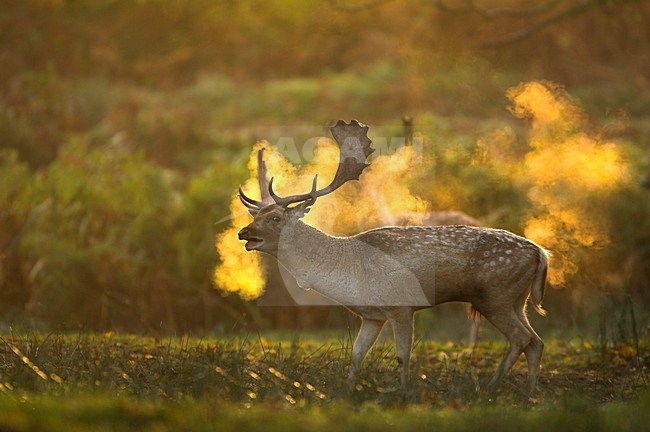 Damhert burlend, Fallow Deer roaring stock-image by Agami/Danny Green,
