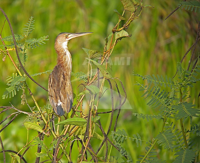 Wintering yellow bittern (Ixobrychus sinensis) in the Philippines. stock-image by Agami/Pete Morris,