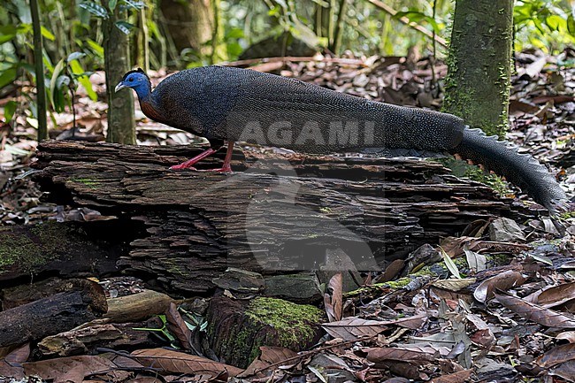 Great Argus (Argusianus argus) walking the forest floor in Borneo stock-image by Agami/Dubi Shapiro,