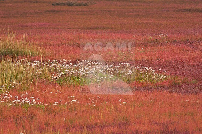 Common glasswort (Salicornia europaea) in autumn on a German Wadden Island in the North Sea. stock-image by Agami/Ralph Martin,