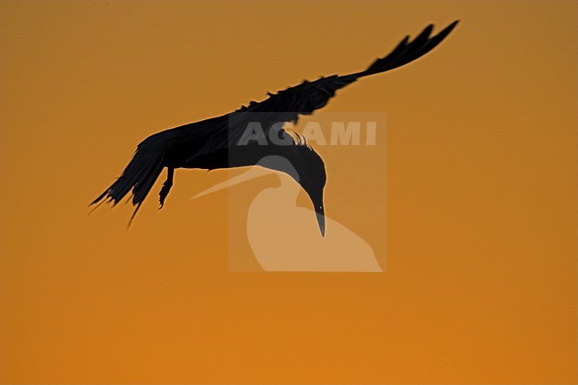 Visdief in vlucht; Common Tern in flight stock-image by Agami/Menno van Duijn,