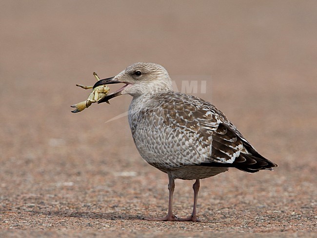 Zilvermeeuw onvolwassen met krab in snavel Nederland, Herring Gull immature with crab in bill Netherlands stock-image by Agami/Wil Leurs,