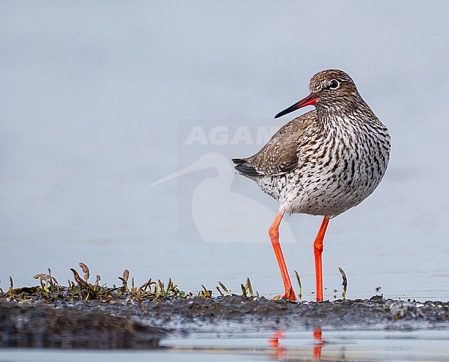Common Redshank (Tringa totanus) in the Netherlands. Standing on the shore of a shallow lake. stock-image by Agami/Hans Germeraad,