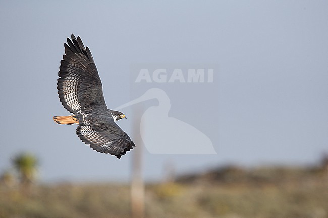 Adult augur buzzard (Buteo augur) flying at the Sanetti Plateau of the Bale Mountains in Ethiopia stock-image by Agami/Mathias Putze,