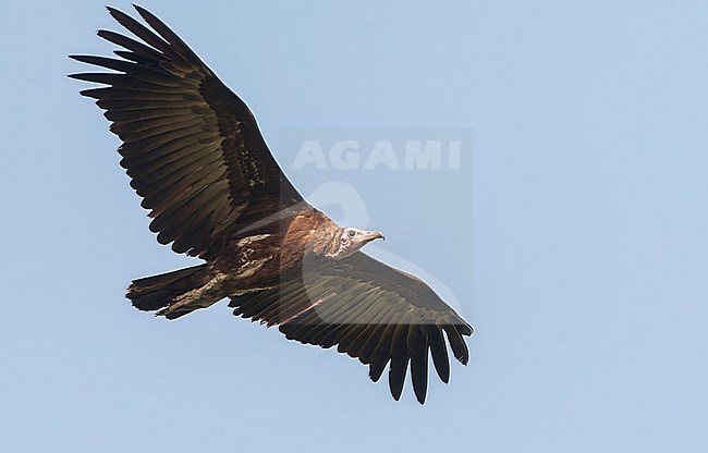 Critically Endangered Hooded Vulture (Necrosyrtes monachus) in The Gambia. stock-image by Agami/Marc Guyt,