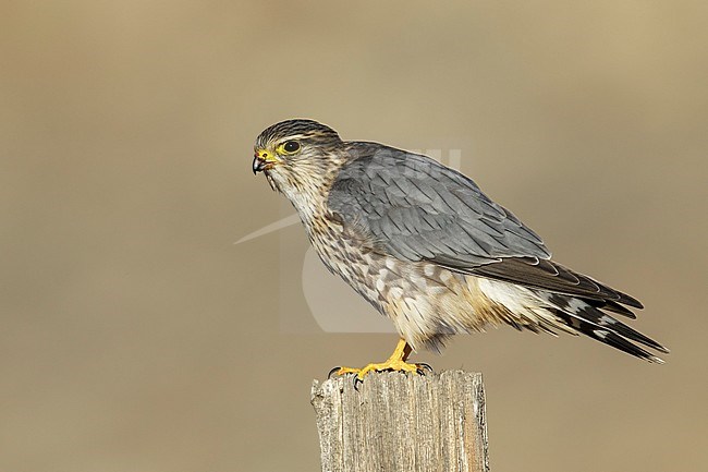 Adult male American Merlin (Falco columbarius columbarius) wintering in Riverside County, California, in November. Perched on a dead branch against a brown background. stock-image by Agami/Brian E Small,