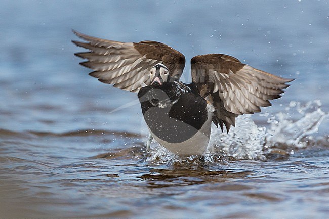 Long-tailed Duck (Clangula hyemalis), adult male taking off from the water stock-image by Agami/Saverio Gatto,