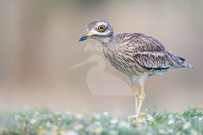 Stone Curlew on the ground walks to the pond to drink stock-image by Agami/Onno Wildschut,