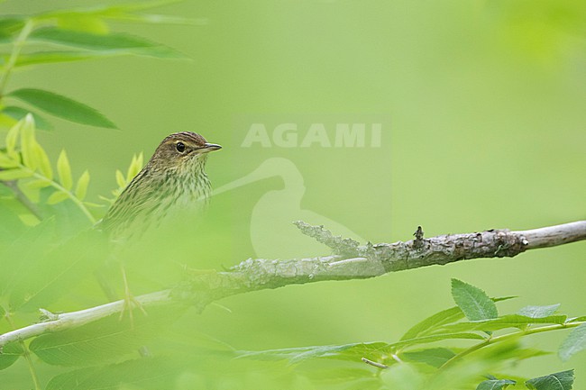 Lanceolated Warbler - Strichelschwirl - Locustella lanceolata ssp. lanceolata, Russia (Baikal), adult stock-image by Agami/Ralph Martin,