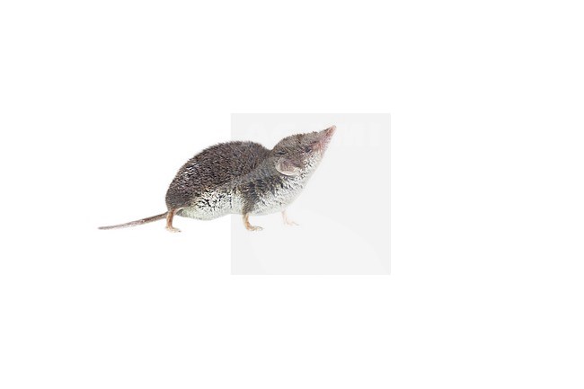 Bicolored White toothed Shrew foraging stock-image by Agami/Theo Douma,