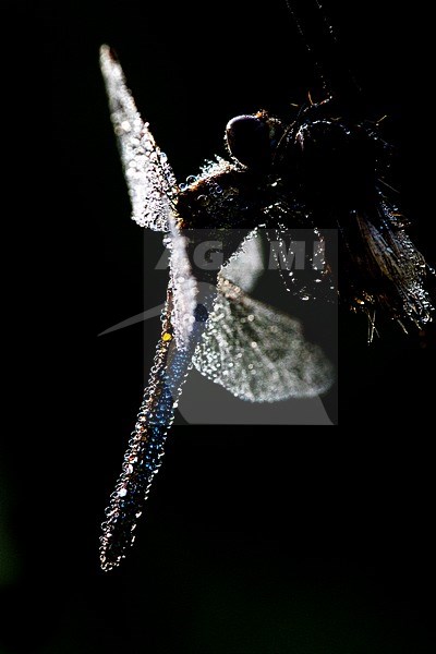 Vagrant Darter, Sympetrum vulgatum stock-image by Agami/Wil Leurs,