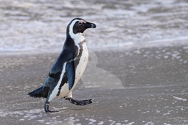 African Penguin (Spheniscus demersus), side view of an adult walking on the shore, Western Cape, South Africa stock-image by Agami/Saverio Gatto,