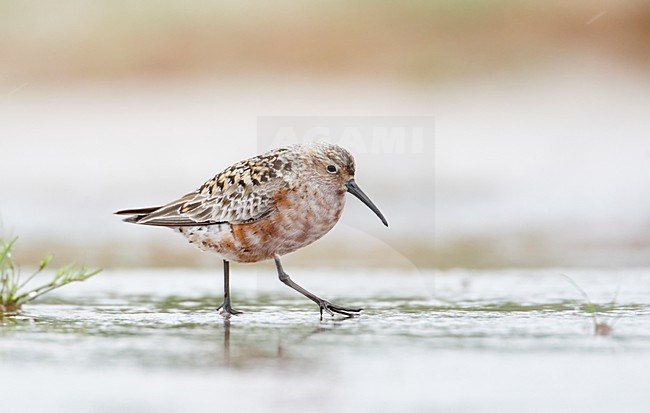 Volwassen Krombekstrandloper; Adult Curlew Sandpiper stock-image by Agami/Markus Varesvuo,