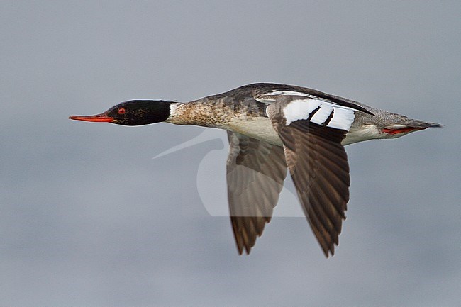 Red-breasted Merganser (Mergus serrator) flying in Churchill, Manitoba, Canada. stock-image by Agami/Glenn Bartley,