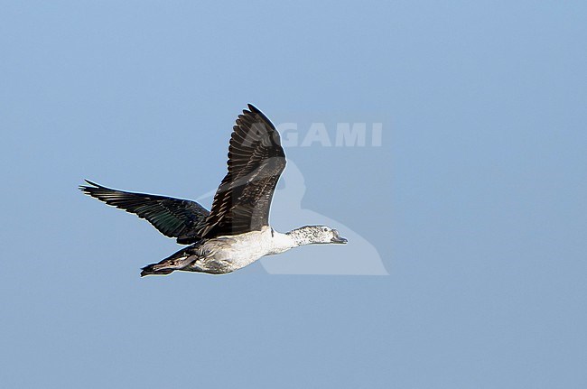 Knob-billed Duck, Sarkidiornis melanotos, in India. stock-image by Agami/Dani Lopez-Velasco,