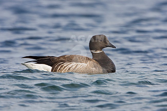 Zwarte Rotgans, Black Brant, Branta nigricans stock-image by Agami/Glenn Bartley,