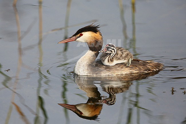Fuut met een jong op haar rug; Great Crested Grebe with a young on her back stock-image by Agami/Chris van Rijswijk,