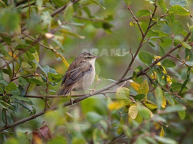 Juvenile Sedge Warbler (Acrocephalus schoenobaenus) perched in a bush. stock-image by Agami/Andy & Gill Swash ,