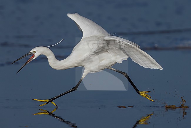 Little Egret (Egretta garzetta), side view of an adult running on the shore, Campania, Italy stock-image by Agami/Saverio Gatto,