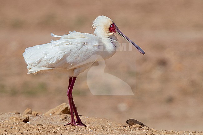 African Spoonbill (Platalea alba), side view of an adult standing on the ground, Western Cape, South Africa stock-image by Agami/Saverio Gatto,