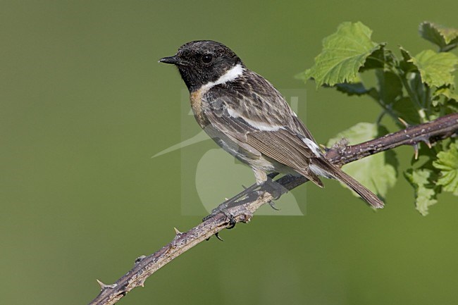 European Stonechat male perched; Roodborsttapuit man zittend stock-image by Agami/Daniele Occhiato,