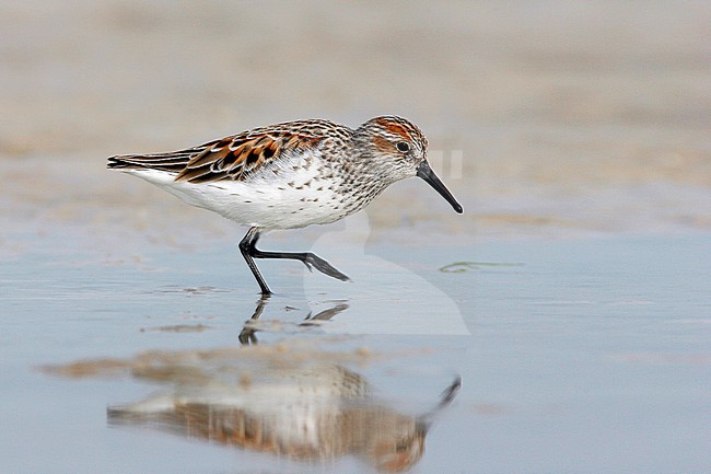 Adult breeding
Pinellas Co., FL
April 2007 stock-image by Agami/Brian E Small,