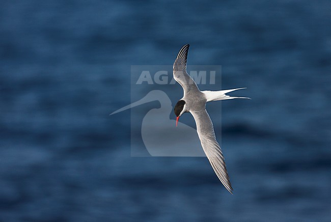 Antarctische Stern vliegend boven zee; Antarctic Tern flying above the ocean stock-image by Agami/Marc Guyt,
