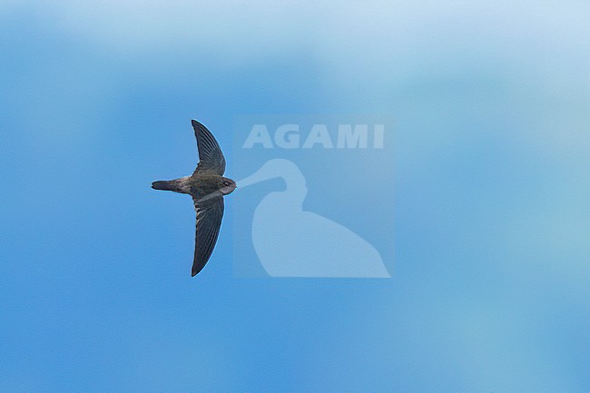 Ameline Swiftlet (Aerodramus amelis) In flight in the Philippines stock-image by Agami/Dubi Shapiro,