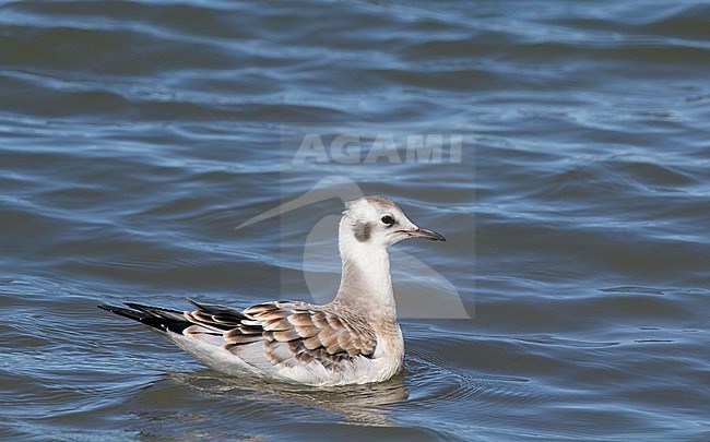 Juvenile Bonaparte's Gull (Chroicocephalus philadelphia) along coast of Cook Inlet, Alaska stock-image by Agami/Edwin Winkel,