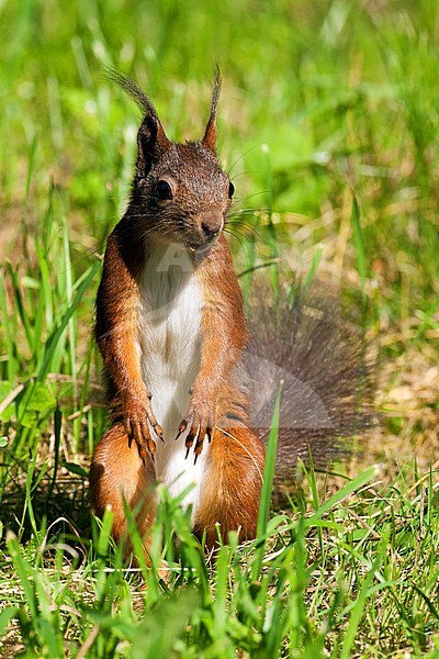 Rode eekhoorn, Red Squirrel stock-image by Agami/Wil Leurs,
