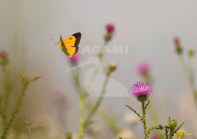 Vliegende Oranje luzernevlinder, Flying Clouded Yellow  stock-image by Agami/Rob de Jong,