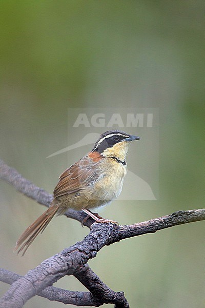 Collared Crescentchest	 (Melanopareia torquata) perched on a branch in Chapada Diamantina, Brazil. stock-image by Agami/Harvey van Diek,