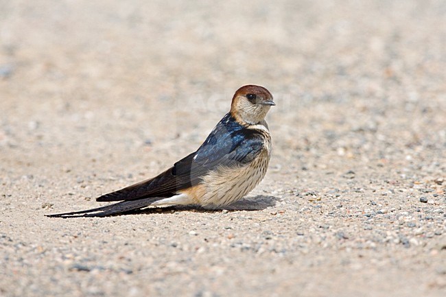 Kaapse Zwaluw in zit; Greater Striped Swallow perched stock-image by Agami/Marc Guyt,
