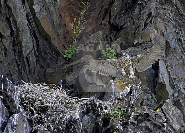 Giervalk zittend op rots; Gyrfalcon perched on rock stock-image by Agami/Markus Varesvuo,