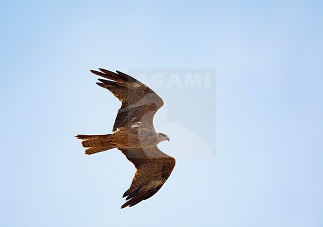 Zwarte Wouw op trek over de straat van Gibaltar, Black Kite on migrating over the Gibraltar Strait stock-image by Agami/Markus Varesvuo,