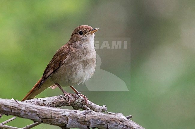 Nachtegaal; Nightingale stock-image by Agami/Daniele Occhiato,