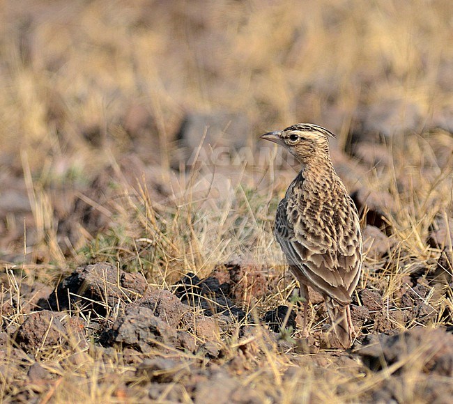 Sykes's Lark (Galerida deva) at Banti Grasslands, Bhuj, Gujarat, India. stock-image by Agami/Laurens Steijn,