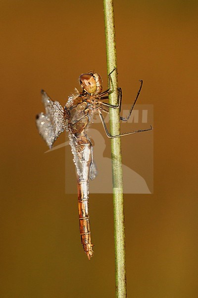 Female Vagrant Darter stock-image by Agami/Walter Soestbergen,
