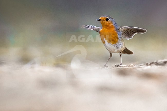 European Robin (Erithacus rubecula) perched in Italy. stock-image by Agami/Daniele Occhiato,