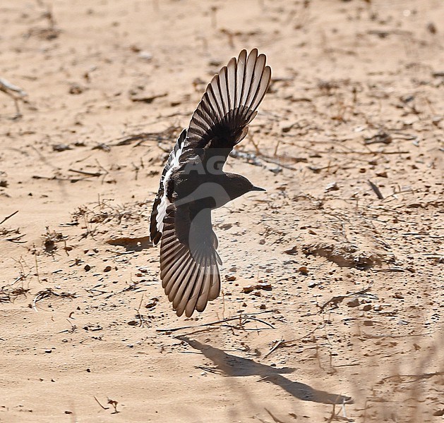 Basalt Wheatear (Oenanthe warriae) is a rare bird, breeding in small numbers at the basalt desert in Syria and Jordan. This is a young bird,.wintering at Uvda Valley, Negev, Israel. stock-image by Agami/Eduard Sangster,