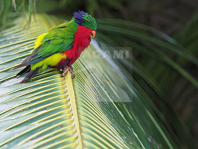 Endangered Kuhl's Lorikeet (Vini kuhlii) in French Polynesia. Also called the Rimitara lorikeet or Kuhl's lory. stock-image by Agami/James Eaton,