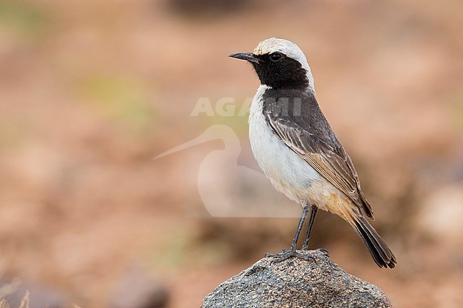 Red-rumped Wheatear (Oenanthe moesta), side view of an adult male standing on a stone in Morocco stock-image by Agami/Saverio Gatto,