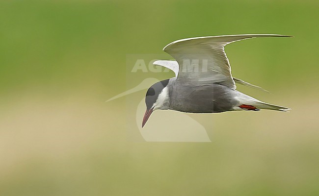 Whiskered Tern (Chlidonias hybrida) at their only breeding in The Netherlands stock-image by Agami/Eduard Sangster,